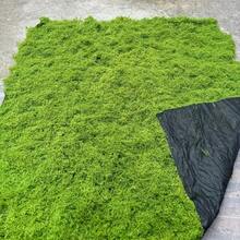 1*1m Artificial Moss Mat, Suitable For Bonsai, Micro Landscape, Home Decor, Photography Props - Multicolor - View 14