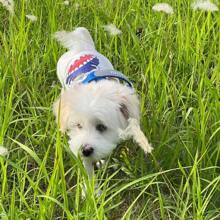 1pc Pet Summer Sleeveless Top, Cartoon Dog/Cat Print Cool Pet Shirt, Lightweight & Breathable, Suitable For Miniature Schnauzers, Poodles, Bichons, Maine Coons, Toygers Etc, Fashionable Pet Clothing