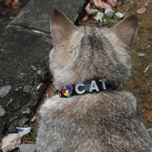 Colour Blocking Heart With Diamonds And Letters Cute Cat Collar PU Leather Pet Collar, Multiple Sizes, Simple Flat Collar, Multi-Colour, Suitable For Cats & Dogs