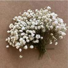 50/100pcs Dried Baby's Breath Mini Flowers Bulk, Ideal Filler For Jewelry Box, Candle DIY, Photo Frame Decor, Perfect For New Year, Valentine's Day, Mother's Day Gifts Birthday Graduation - White - View 2