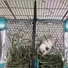 1 件网格设计豚鼠猫砂盆，兔子训练笼带马桶托盘，适合老鼠、雪貂、兔子等中小型动物