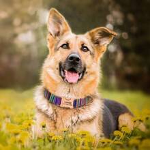 Collar personalizado para perros de nailon suave a rayas con placa de identificación grabada, collar de mascota ajustable y antiextravío