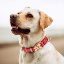 Collar personalizado para perros de nailon suave a rayas con placa de identificación grabada, collar de mascota ajustable y antiextravío