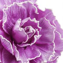 1pc Exaggerated Rose Flowers Fascinator Hat Women Kentucky Derby Fascinator Headwear Wedding Bridal Makeup Prom Photo Shoot Mardi Gras Headpiece Tea Party Accessories Hat Back To School, Hair Accessories, Tiny Hats, Mini Fascinator, Mini Cap - Multicolor - View 6