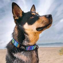 Collar personalizado para perros de nailon suave a rayas con placa de identificación grabada, collar de mascota ajustable y antiextravío