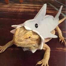 Reptilien- und Amphibienkostüm, Echsen-Hai Verwandlungs-Outfit