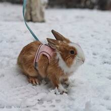 Adjustable Small Pet Chest Harness, Soft Design With Safety Touch Buckle, Suitable For Rabbits, Guinea Pigs And Other Small Animals, Escape-Proof And Secure Fit, Rabbit Leash, Adjustable Leash Suitable For All Seasons