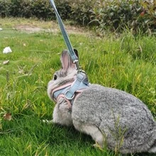 Adjustable Small Pet Chest Harness, Soft Design With Safety Touch Buckle, Suitable For Rabbits, Guinea Pigs And Other Small Animals, Escape-Proof And Secure Fit, Rabbit Leash, Adjustable Leash Suitable For All Seasons