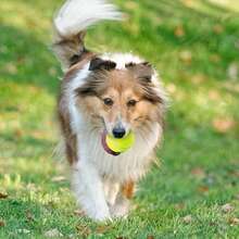 6/ 12 Mini Tennis Balls (Suitable For Pets To Play With), 2-Inch Dog Training Tennisballs(Suitable For Small Dogs), Interactive Dog Game Balls (Suitable For 2-Inch Dogballlaunchers) - 6pcs - View 3