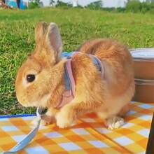 Adjustable Small Pet Chest Harness, Soft Design With Safety Touch Buckle, Suitable For Rabbits, Guinea Pigs And Other Small Animals, Escape-Proof And Secure Fit, Rabbit Leash, Adjustable Leash Suitable For All Seasons