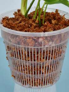 Hydroponic Planter, White Plastic Planting Cup, Reusable Seedling Starter Tray, Suitable For Orchids, Tomatoes, Peppers, Basil, Cilantro And Herbs - Durable And Convenient Growing Medium - Multicolor - View 7