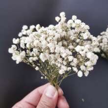 Aproximadamente 20/40g Flor seca de Paniculata blanca mini, arreglo floral DIY, elaboración de tarjetas, decoración de boda, decoración de tarjetas de felicitación, decoración bohemia de pasto pampa, decoración del hogar y oficina, decoración de fiestas, decoración de mesa, plantas artificiales