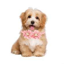 6pcs/8pcs Random Color Pet Flower Bow Tie Collar, Classic Double Flower Pearlescent & Rhinestone Decor Adjustable Neck Collar For Small/Medium Pets