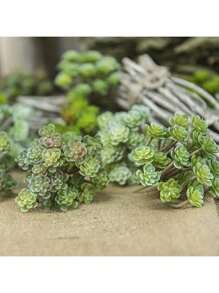 1pc Simulated Succulent Plant, Desktop Fake Bonsai, Desktop Miniature Model, Artificial Fake Stem Table Decoration, Landscape Crafts, Suitable For Sand Trays, Flower Pots, Micro Landscapes, Fairy Tale Gardens, Train Model Railways, Aquarium Decorations, Photo Props, Garden Courtyard Landscaping Decorations, Etc.