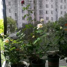 1pc 8-Needle HDPE Sunshade Net, Black Outdoor Gazebo Sunshade Cover, Agricultural Greenhouse Sunscreen Shade Cloth, High Density Durable Sunscreen Fabric