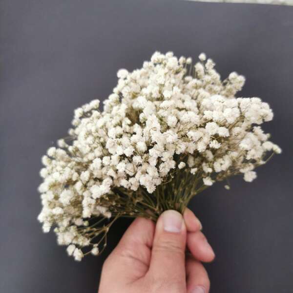 About 20/40g White Mini Baby's Breath Dried Flowers, DIY Flower Arrangement, Card Making, Wedding Decoration, Greeting Card Decoration, Pampas Grass Bohemian Decoration, Home Office, Party Decoration, Table Decoration, Fake Plants