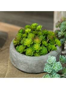 1pc Simulated Succulent Plant, Desktop Fake Bonsai, Desktop Miniature Model, Artificial Fake Stem Table Decoration, Landscape Crafts, Suitable For Sand Trays, Flower Pots, Micro Landscapes, Fairy Tale Gardens, Train Model Railways, Aquarium Decorations, Photo Props, Garden Courtyard Landscaping Decorations, Etc.