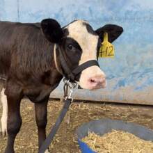 Cow Halter Cattle Halters Calf Halter With Leading Rope,Adjustable Nylon Livestock Cattle Halter,For Miniature Horse Donkey Goat Foal