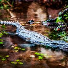 Modelos de dinossauros grandes, Tiranossauro Rex de 33 cm e Mosassauro de 38 cm com mandíbula móvel, figura de gorila King Kong Battle Roar de 19 cm, mascote dragão chinês Loong de 25 cm, conjunto de 8 dinossauros fofos - bonecos de ação de dinossauro realistas pintados à mão - Multicolorido - Ver 6