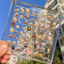 1pc 36-Slot Acrylic Square Clear Seashell Collection Box, Beach Theme Micro Stone Specimen Display, Tabletop Seashell Jewelry Storage Box, DIY Craft Gift Box For Holidays