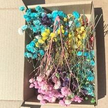 50/100 支白色和粉色迷你满天星干花 - 蒲苇花束、DIY 插花、贺卡装饰、婚礼装饰、节日、派对装饰、餐桌装饰