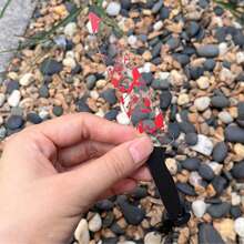 Dấu trang Acrylic có băng dính hiện trường vụ án và thiết kế máu nhỏ giọt, phù hợp cho tiểu thuyết trinh thám, kinh dị, độc giả tội phạm có thật, người yêu sách, quà tặng cho giáo viên khi trở lại trường, tiệc Halloween - Nhiều màu 2 - Xem 4