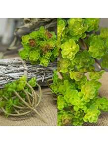 1pc Simulated Succulent Plant, Desktop Fake Bonsai, Desktop Miniature Model, Artificial Fake Stem Table Decoration, Landscape Crafts, Suitable For Sand Trays, Flower Pots, Micro Landscapes, Fairy Tale Gardens, Train Model Railways, Aquarium Decorations, Photo Props, Garden Courtyard Landscaping Decorations, Etc.