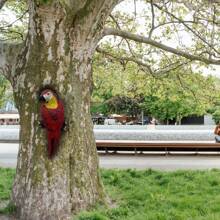 تمثال ببغاء راتنجي قديم: تمثال ببغاء راتنجي جذاب قابل للتعليق لديكور الحديقة والحديقة الخلفية والشرفة، مثالي لعيد الفصح