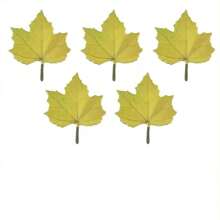 100pcs Maple Leaf Shaped Sticky Notes, Faux Leaf Decorative Memo Pads, Creative Maple Leaf Memo Sticker