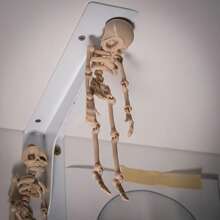 Aimant de réfrigérateur crâne posable magnétique - Thème fantasy rétro avec articulations mobiles, design octogonal en plastique durable, cadeau d'Halloween amusant pour Noël, la Saint-Valentin, Pâques, Thanksgiving - Décoration de cuisine et de salle à manger, aimants de réfrigérateur mignons, décoration saisonnière, décoration humoristique, squelette articulé coloré, accessoire de maison, décoration originale, design léger, article pour les acheteurs de vacances