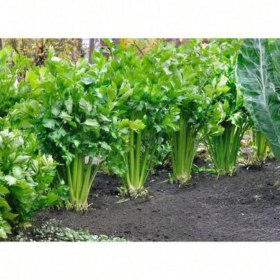 Small Leaf Celery Vegetable Seeds Flavored Vegetables
