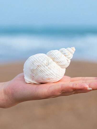 Random Size, Natural Conch Shell, Creative Fish Tank Decoration, Aquarium Landscape, Peanut Snail Fish Tank, Aquarium Hermit Crab Replacement Shell, Home Decoration, Desktop Decoration (Minimum 6cm, Maximum 12cm)