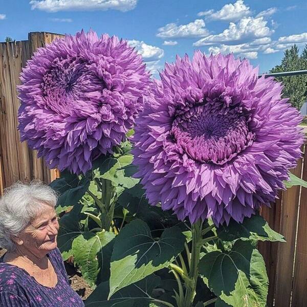 20 Samen Flauschige Lila Teddybär Sonnenblumen Pflanzen Sonnenblumen