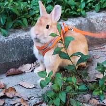 1pc Adjustable Rabbit Harness Set - Bright Orange Pet Quick-Release Design, Non-Slip Soft Handle, Suitable For Rabbits, Guinea Pigs - Escape-Proof Small Animal Leash, Secure Buckle Closure, Hand Wash, Pet Travel Accessory