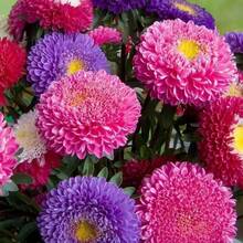 Mixed Zinnia Flower Seeds - (100 Seeds/Pack) Bright Colors - 100 Pcs - View 1