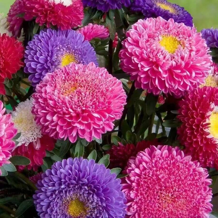 Mixed Zinnia Flower Seeds - (100 Seeds/Pack) Bright Colors - 100 Pcs - View 1