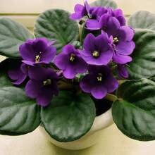 Simple Planting High Germination Rate 300pcs Rose Seeds, Suitable For Planting - 300Pcs - View 1