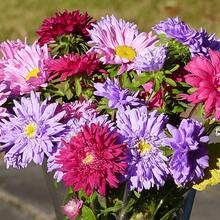 1000/2000 Seeds Annual Callistephus Aster Sea Star Flower Seed Mix For Planting - 3000 - View 3