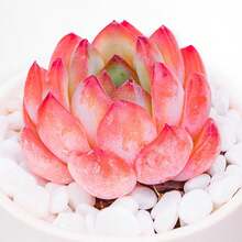 Seeds Of Colorful Succulent Garden And Home Bonsai Flower Plants - 100Pcs - View 3