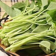 100 Pcs Seeds Water Spinach, Kongxincai, Vegetable Seeds - 100粒種子 - 查看 4