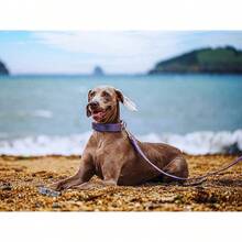 Local Delivery-ARING PET Velvet Dog Collar And Leash Set, Soft Purple Dog Collar And Leash, Adjustable Collars For Dogs - 紫色 - View 10