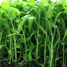 100 Pcs Seeds Water Spinach, Kongxincai, Vegetable Seeds - 100粒種子 - 查看 3