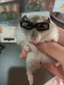 2pcs/3pcs/4pcs/6pcs/8pcs Mini Hamster Sunglasses, Cute Hamster Glasses, Miniature Sunglasses For Hamster Photoshoot Props, Toys, Accessories, Random Color - Multicolor - View 4