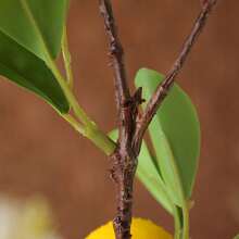 25.98Inch Artificial Lemon Branch Yellow Fruit Lemon Branch Long Stem Green Plant Leaves Suitable For Farmhouse Family Kitchen Vase Wedding Party Home Decoration