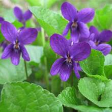 Viola Yedoensis Seedling Granules - Purple - View 2