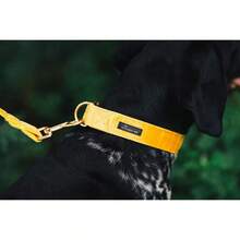 Local Delivery-ARING PET Velvet Dog Collar And Leash Set, Soft Purple Dog Collar And Leash, Adjustable Collars For Dogs - 深黃色 - 查看 4