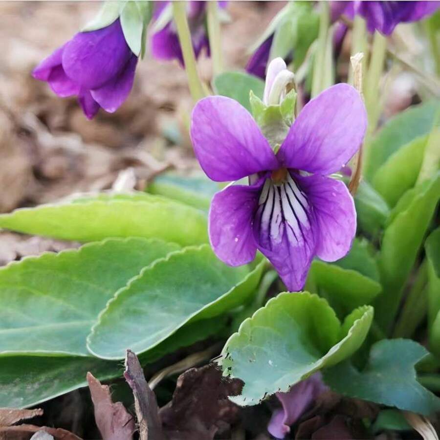 Viola Yedoensis Seedling Granules - Purple - View 1