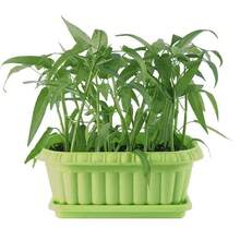 100 Pcs Seeds Water Spinach, Kongxincai, Vegetable Seeds - 100粒種子 - 查看 1