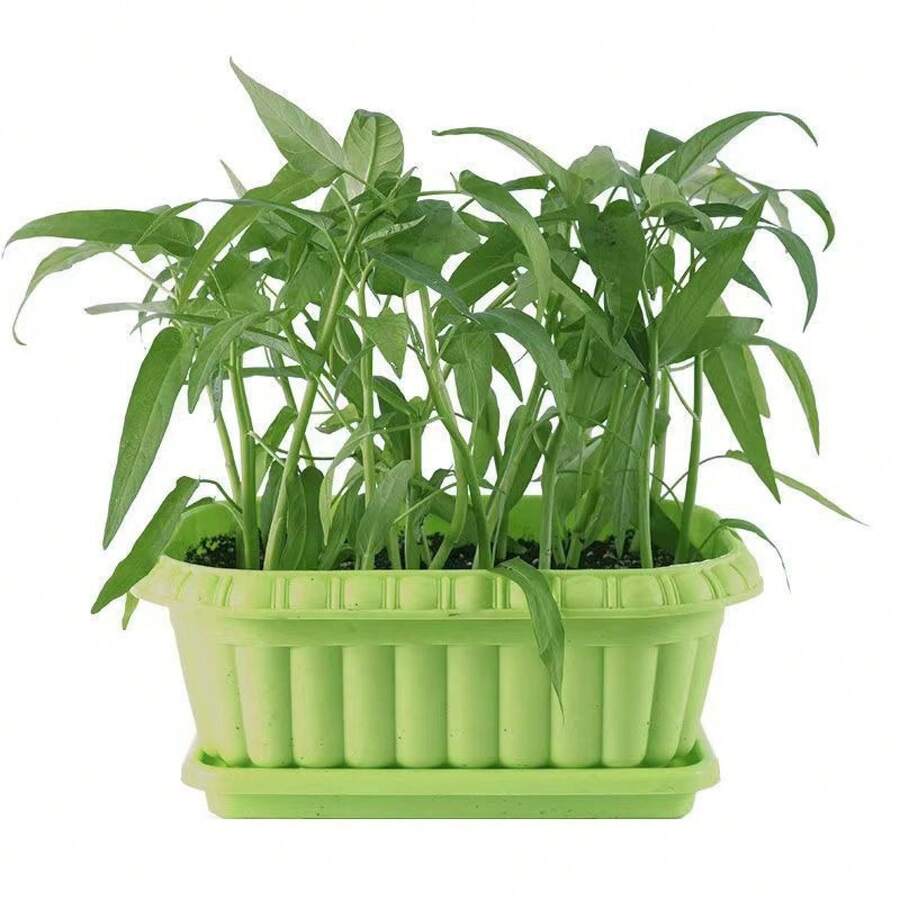 100 Pcs Seeds Water Spinach, Kongxincai, Vegetable Seeds - 100粒種子 - 查看 1