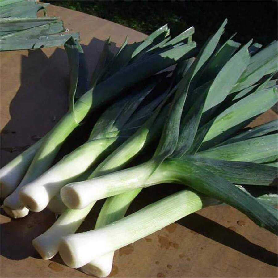 Garlic Seedlings Seeds Red Four Seasons Sowing Field Balcony Potting Shed Planting Root Garlic Garlic Garlic Garlic Seedlings Garlic Seedlings Vegetable Seeds